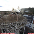 20_35-nest.jpg
