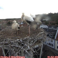 20_40-nest.jpg