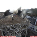 20_45-nest.jpg