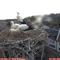 20_50-nest.jpg