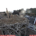 20_55-nest.jpg