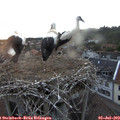 21_00-nest.jpg