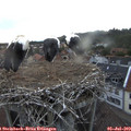 21_05-nest.jpg