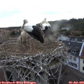 21_10-nest.jpg