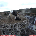 21_15-nest.jpg