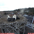 21_20-nest.jpg