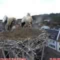 05_30-nest.jpg