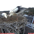 05_35-nest.jpg
