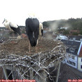 05_40-nest.jpg