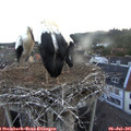 05_45-nest.jpg