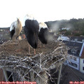 05_50-nest.jpg
