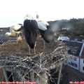 05_55-nest.jpg