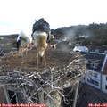 06_00-nest.jpg