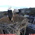 06_05-nest.jpg