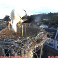 06_10-nest.jpg