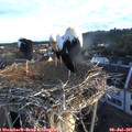 06_15-nest.jpg