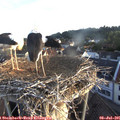 06_20-nest.jpg