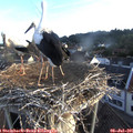 06_25-nest.jpg