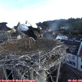 06_30-nest.jpg