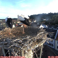 06_35-nest.jpg