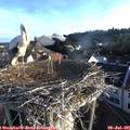 06_40-nest.jpg