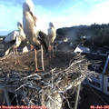 06_45-nest.jpg