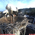 06_50-nest.jpg