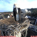 06_55-nest.jpg