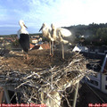 07_00-nest.jpg