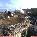 07_05-nest.jpg