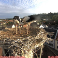 07_10-nest.jpg