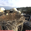07_15-nest.jpg