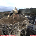 07_20-nest.jpg
