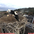 07_25-nest.jpg