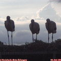 07_30-mast.jpg
