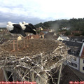 07_30-nest.jpg