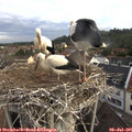 07_35-nest.jpg