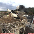 07_40-nest.jpg