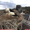07_45-nest.jpg