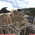 07_50-nest.jpg