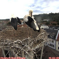 07_55-nest.jpg