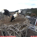 08_00-nest.jpg