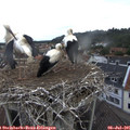 08_05-nest.jpg