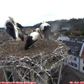 08_10-nest.jpg