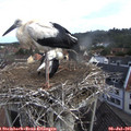 08_15-nest.jpg