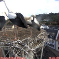 08_20-nest.jpg