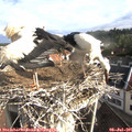 08_25-nest.jpg