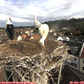 08_30-nest.jpg