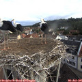 08_35-nest.jpg