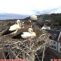 08_40-nest.jpg